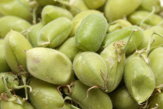 Green Chick Peas Whole